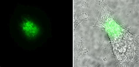 生命磁場|生きた細胞内で生体分子の磁気感受性を直接観測 